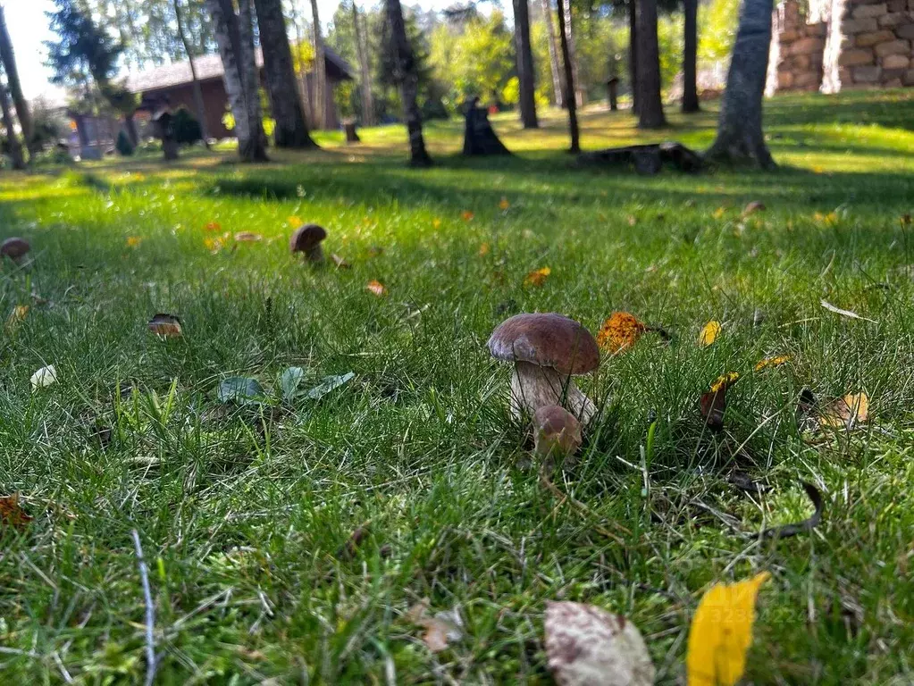 Участок в Ленинградская область, Приозерский район, Громовское с/пос, ... - Фото 1