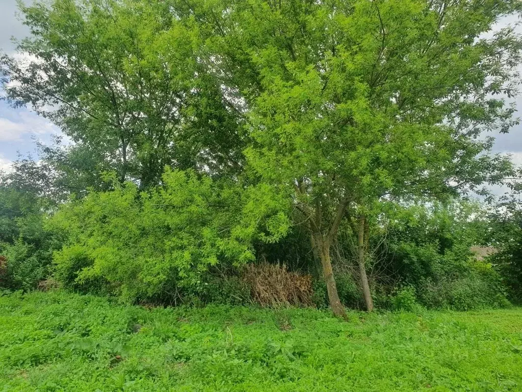 Участок в Курская область, Курский район, Камышинский сельсовет, д. ... - Фото 1