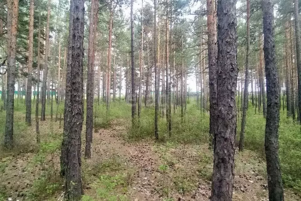 Участок в Забайкальский край, Читинский район, Атамановка пгт  (10.2 ... - Фото 0