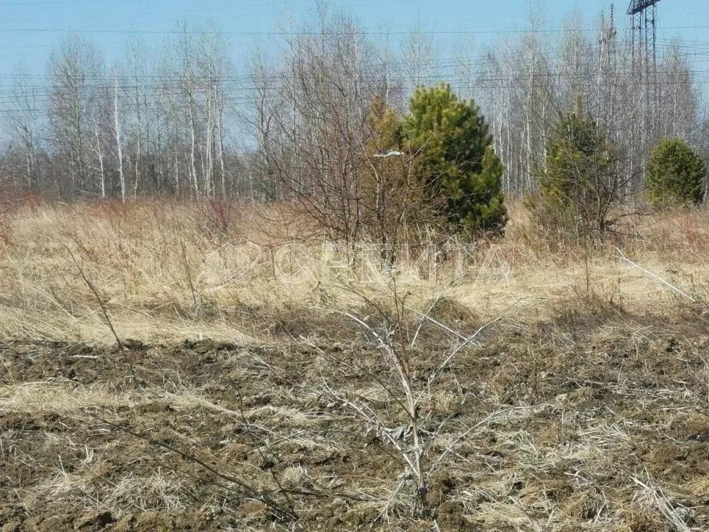 Участок в Тюменская область, Тюменский муниципальный округ, с. Борки  ... - Фото 2