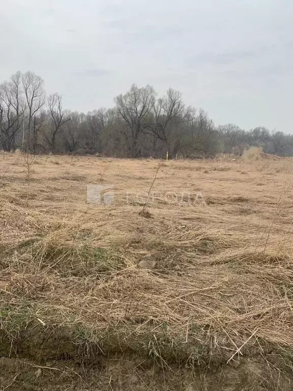 Участок в Алтайский край, Павловский район, с. Шахи ул. Загайнова (8.0 ... - Фото 1