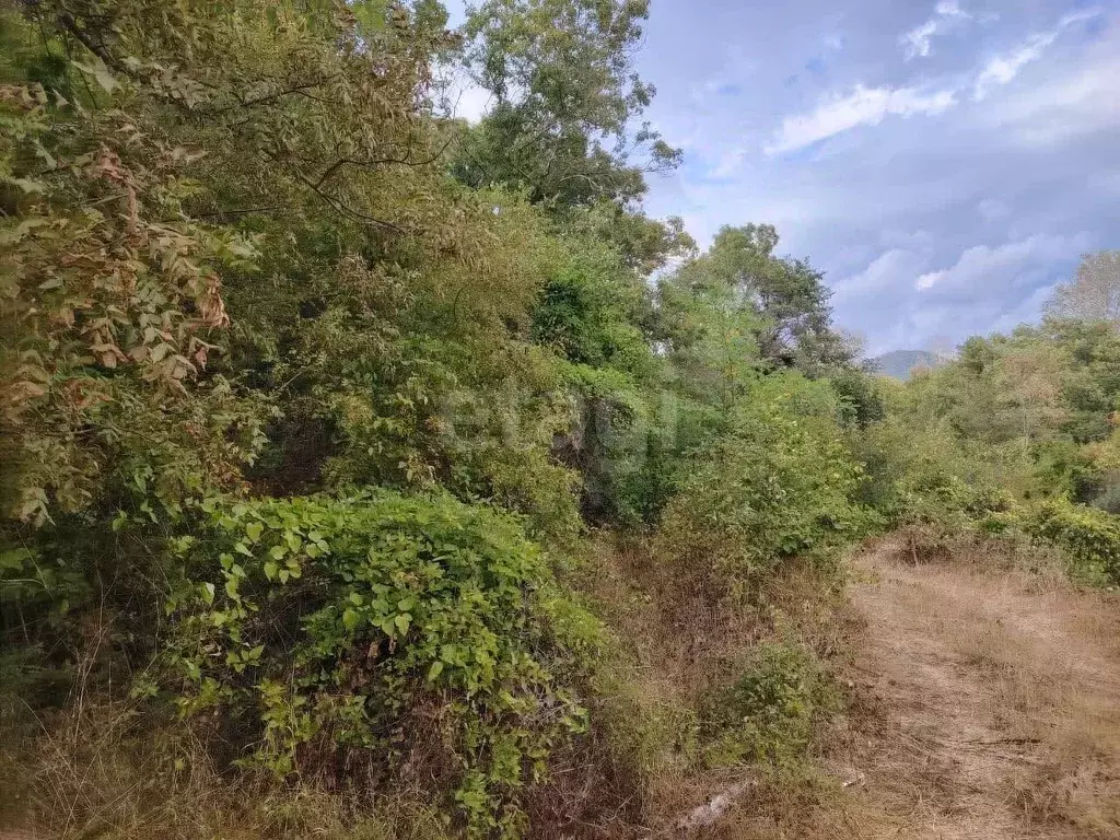 Участок в Краснодарский край, Геленджик  (40.0 сот.) - Фото 1