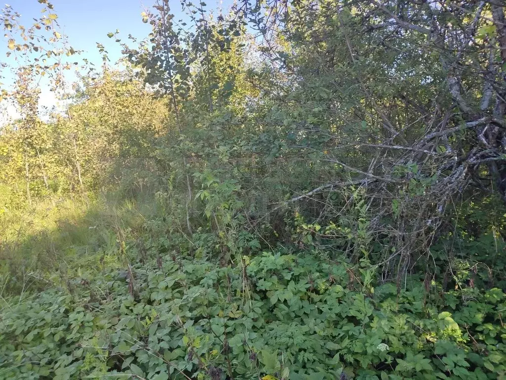 Участок в Новгородская область, Солецкий муниципальный округ, д. ... - Фото 0