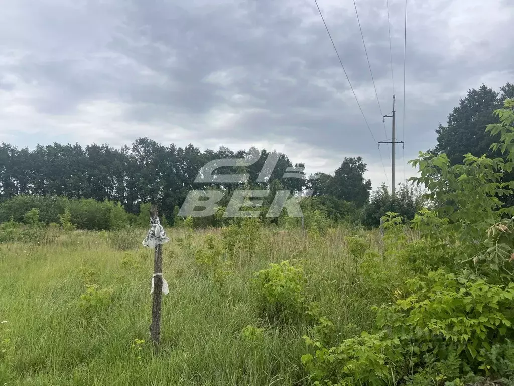Участок в Курская область, Курский район, пос. Камыши ул. Таежная, 18 ... - Фото 2
