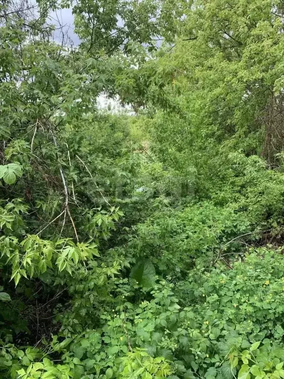 Участок в Белгородская область, Вейделевка рп ул. Свободы, 149 (18.4 ... - Фото 0