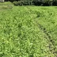 Участок в Пензенская область, Бессоновский район, пос. Подлесный ул. ... - Фото 1