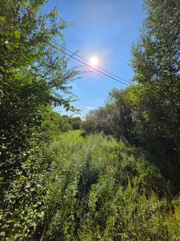 Участок в Приморский край, Спасский район, с. Чкаловское ул. ... - Фото 1