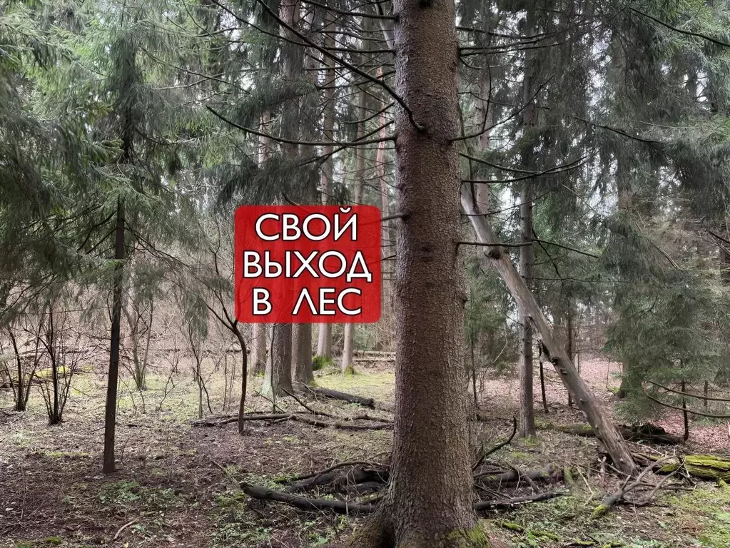Участок в Московская область, Можайский муниципальный округ, Форест ... - Фото 1