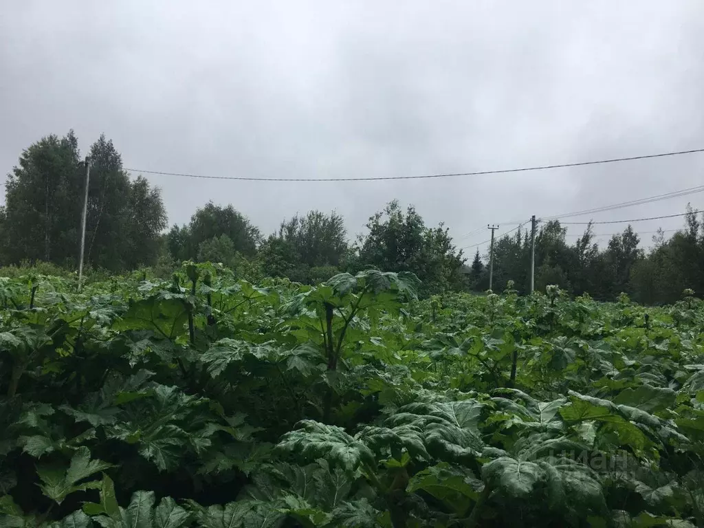 Участок в Московская область, Пушкинский городской округ, с. Путилово  ... - Фото 1