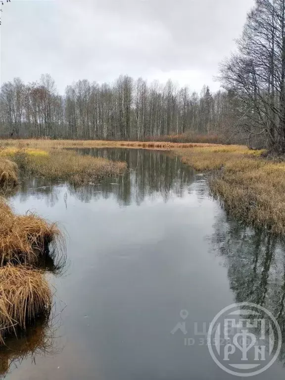 Участок в Ленинградская область, Выборгский район, Приморское ... - Фото 2