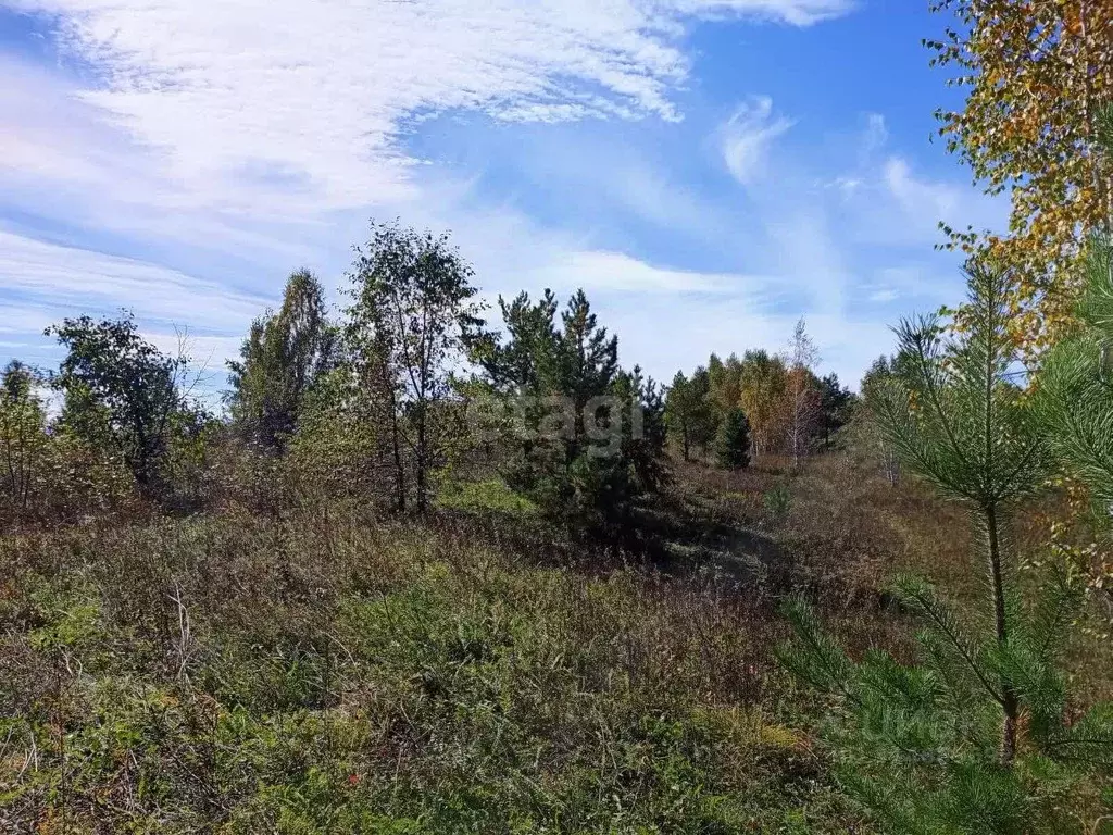 Участок в Алтай, Майминский район, с. Подгорное пер. Ягодный (10.0 ... - Фото 0