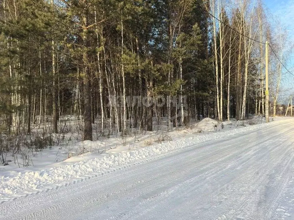 Участок в Новосибирская область, Новосибирский район, Кудряшовский ... - Фото 1