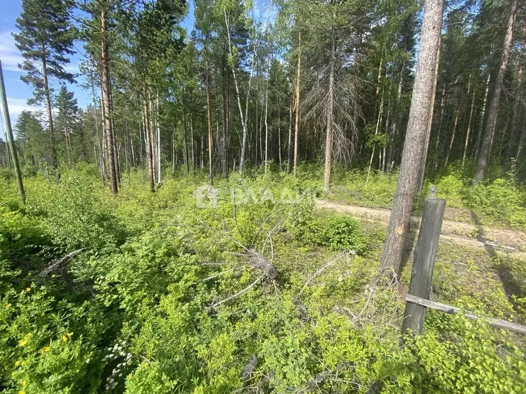 Участок в Бурятия, Прибайкальский район, с. Горячинск  (6.0 сот.) - Фото 1