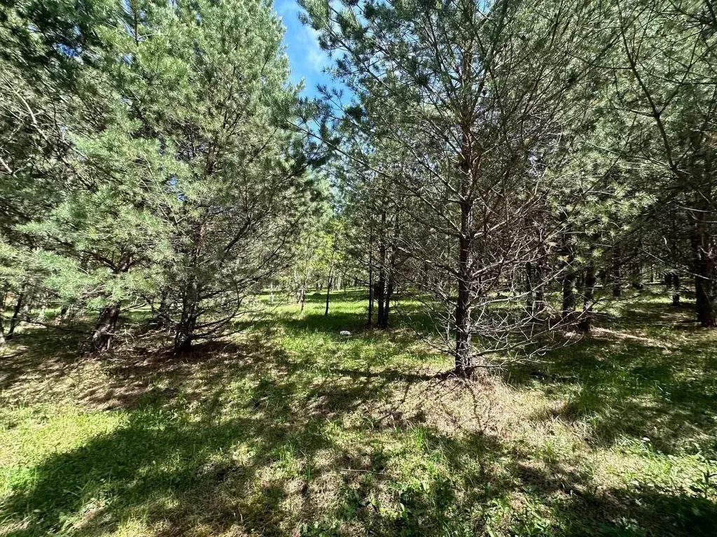 Участок в Алтай, Чемальский район, Элекмонарское с/пос, с. Элекмонар  ... - Фото 2