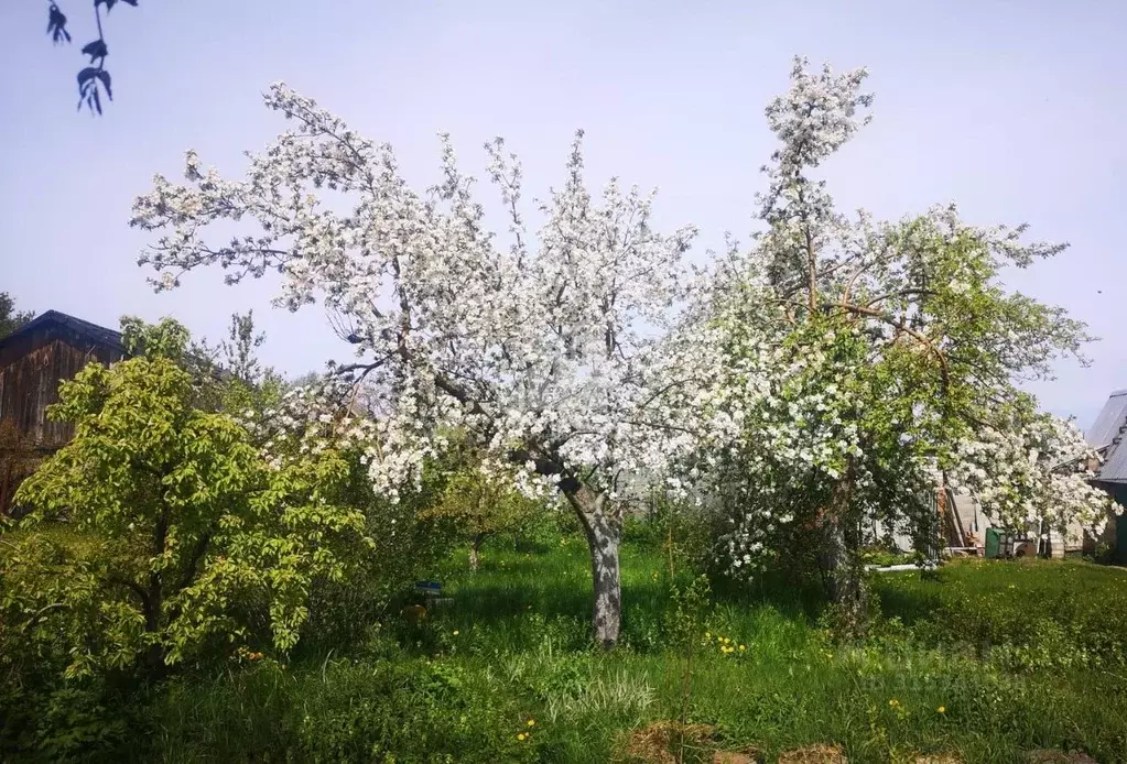 Участок в Калининградская область, Калининград Солнечное СНТ, ул. ... - Фото 0