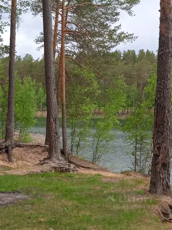 Участок в Ленинградская область, Луга Шалово мкр,  (828.0 сот.) - Фото 0