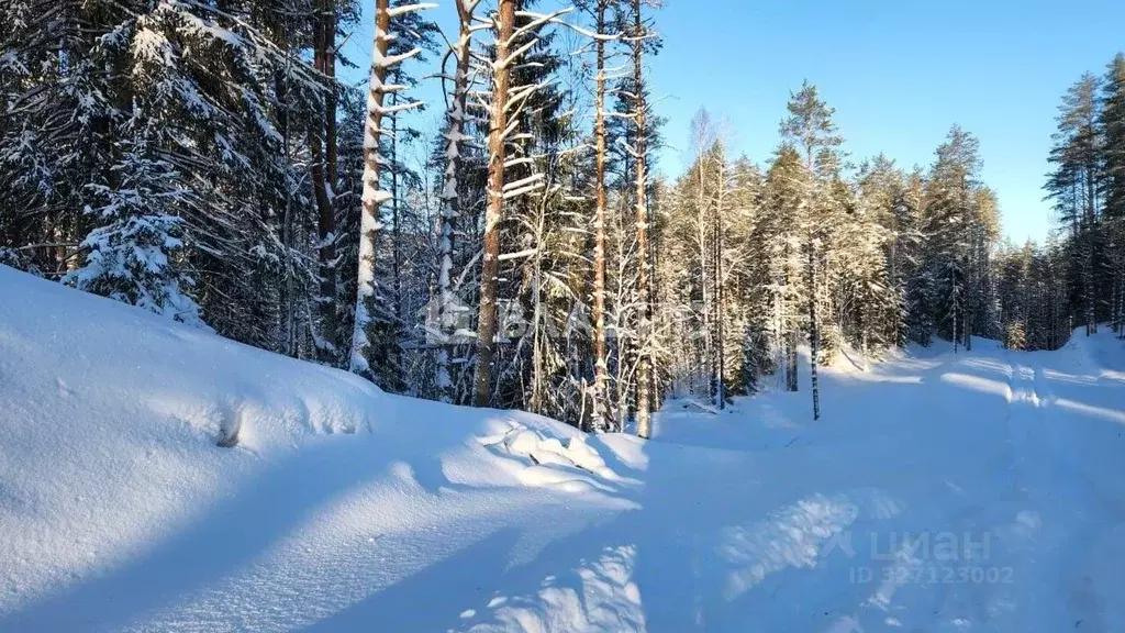 Участок в Ленинградская область, Всеволожский район, Куйвозовское ... - Фото 2