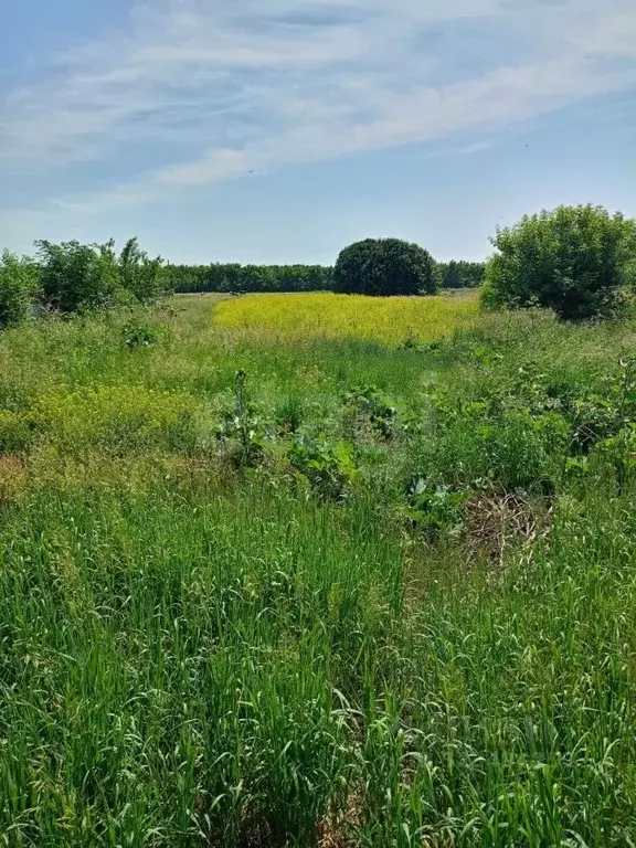 Участок в Алтайский край, с. Романово ул. Фрунзенская, 77 (36.2 сот.) - Фото 1