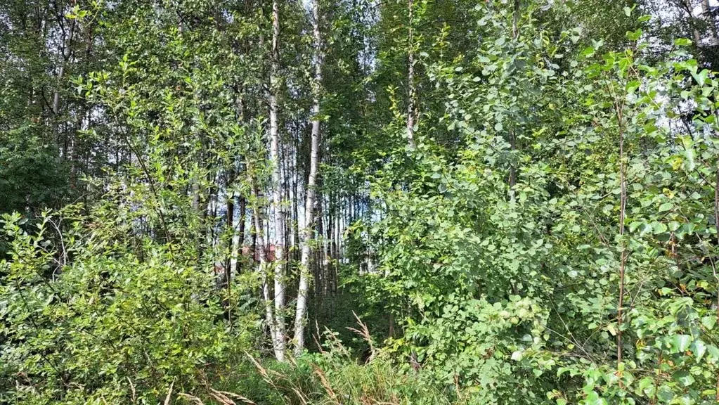 Участок в Ленинградская область, Всеволожское городское поселение, ... - Фото 2