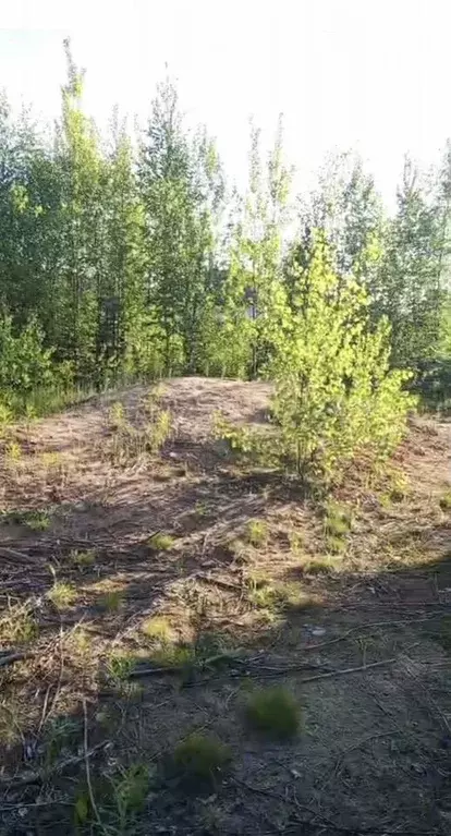 Участок 10 сот. (СНТ, ДНП) - Фото 0