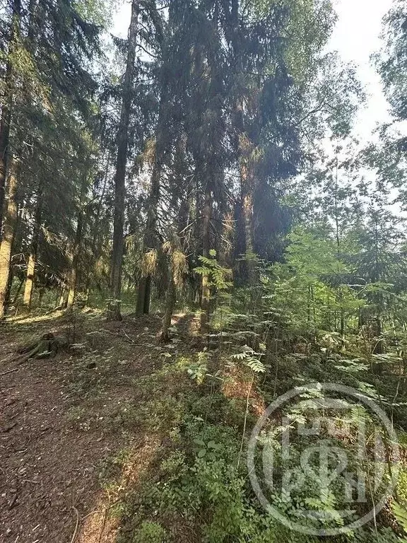 Участок в Ленинградская область, Всеволожский район, Морозовское ... - Фото 2