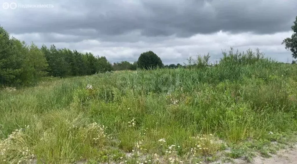 Участок в Калининградская область, Гурьевский муниципальный округ, ... - Фото 2