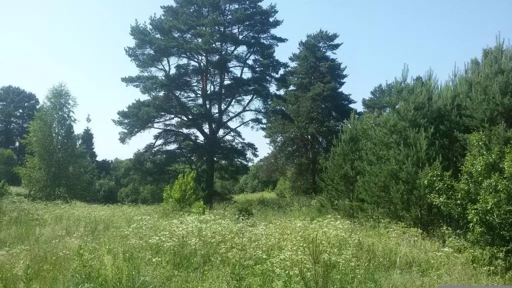 Участок в Владимирская область, Александровский район, Андреевское ... - Фото 0