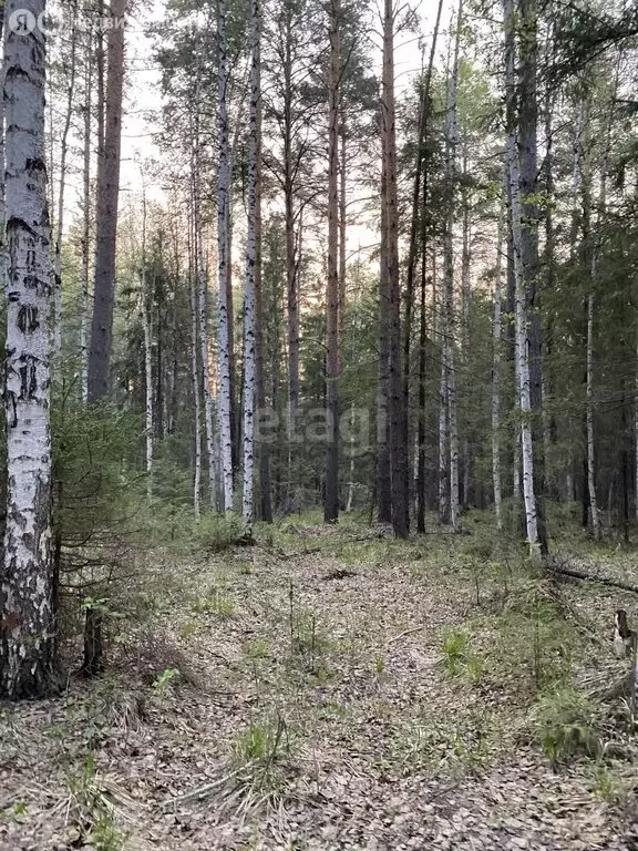 Участок в Свердловская область, Серовский муниципальный округ, ... - Фото 2