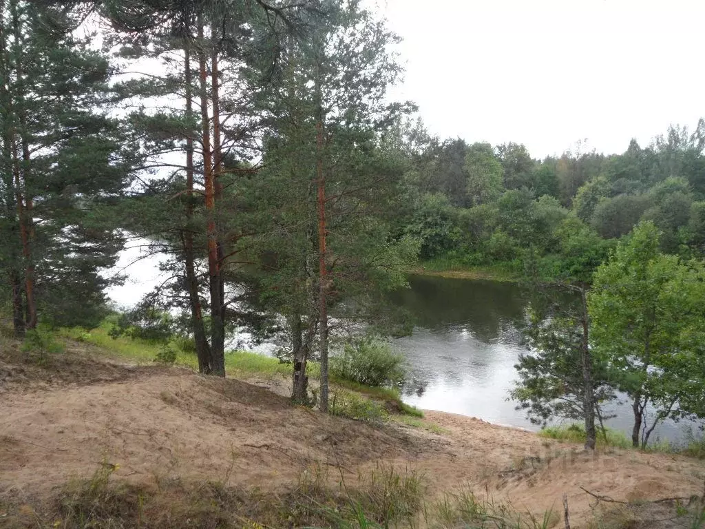 Участок в Псковская область, Гдов городское поселение, д. Островня  ... - Фото 2