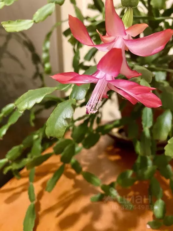 1-к кв. Московская область, Солнечногорск городской округ, Андреевка ... - Фото 2