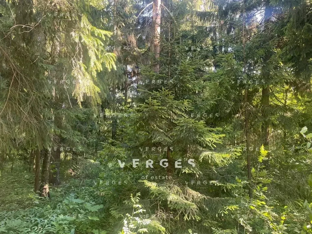 Участок в Московская область, Истра муниципальный округ, д. Чесноково, ... - Фото 2