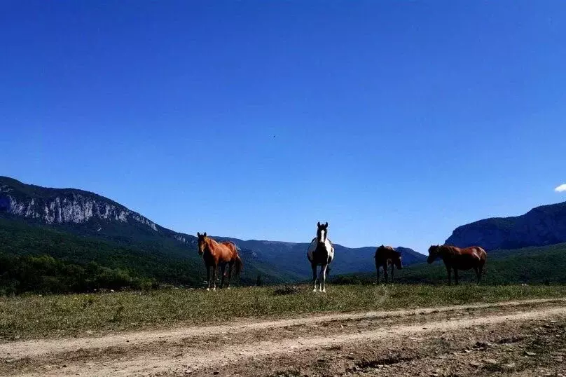 Дом в Крым, Бахчисарайский район, Голубинское с/пос, с. Соколиное ул. ... - Фото 1