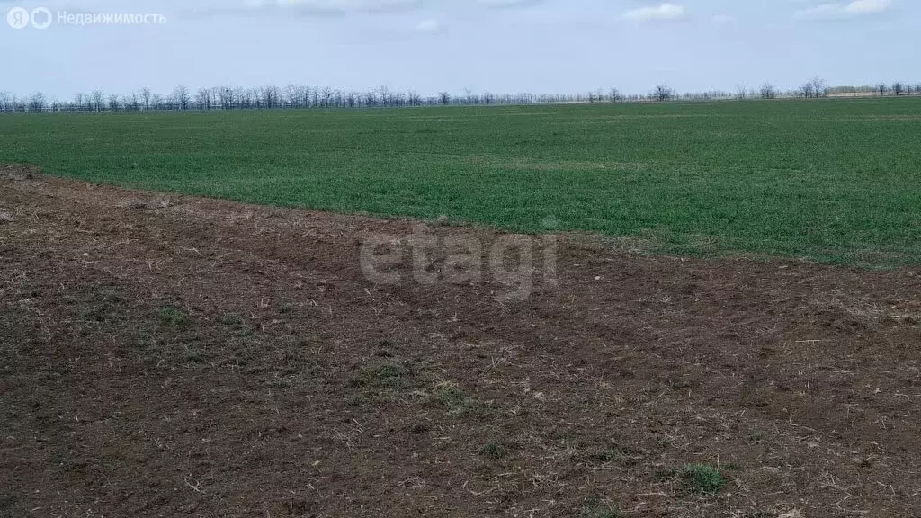 Участок в Сакский район, Ромашкинское сельское поселение, село Колоски ... - Фото 1