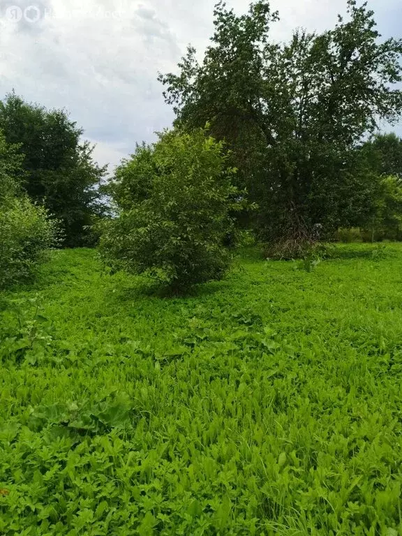 Дом в Ярославская область, Борисоглебский муниципальный округ, деревня ... - Фото 2