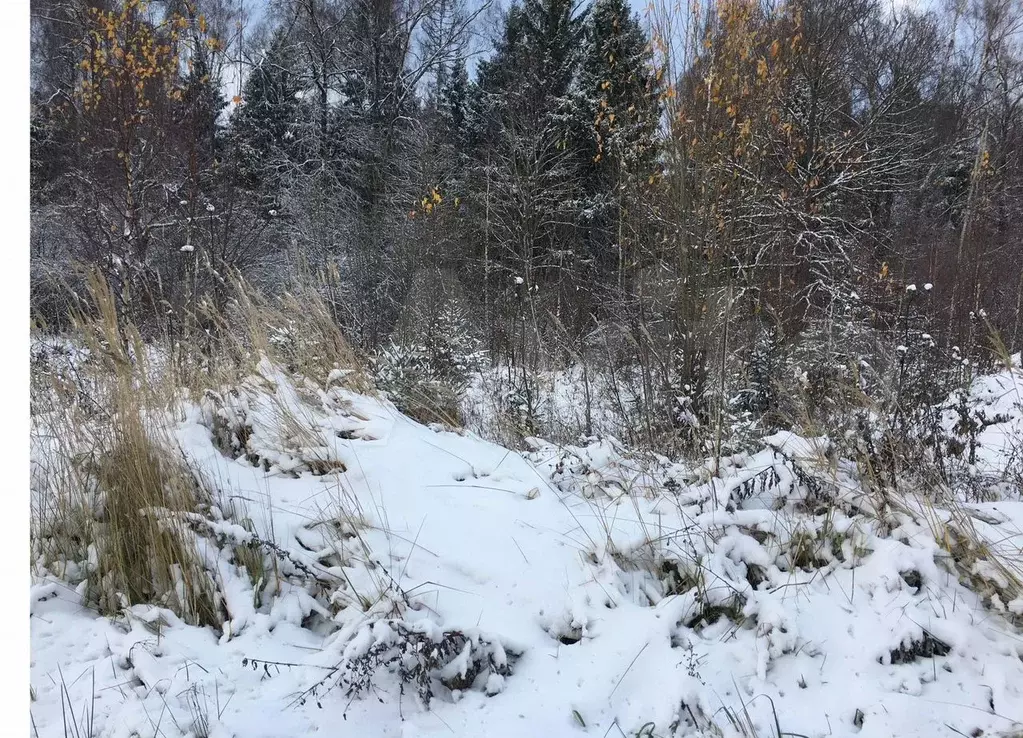 Участок 31,5 сот. (ИЖС) - Фото 1