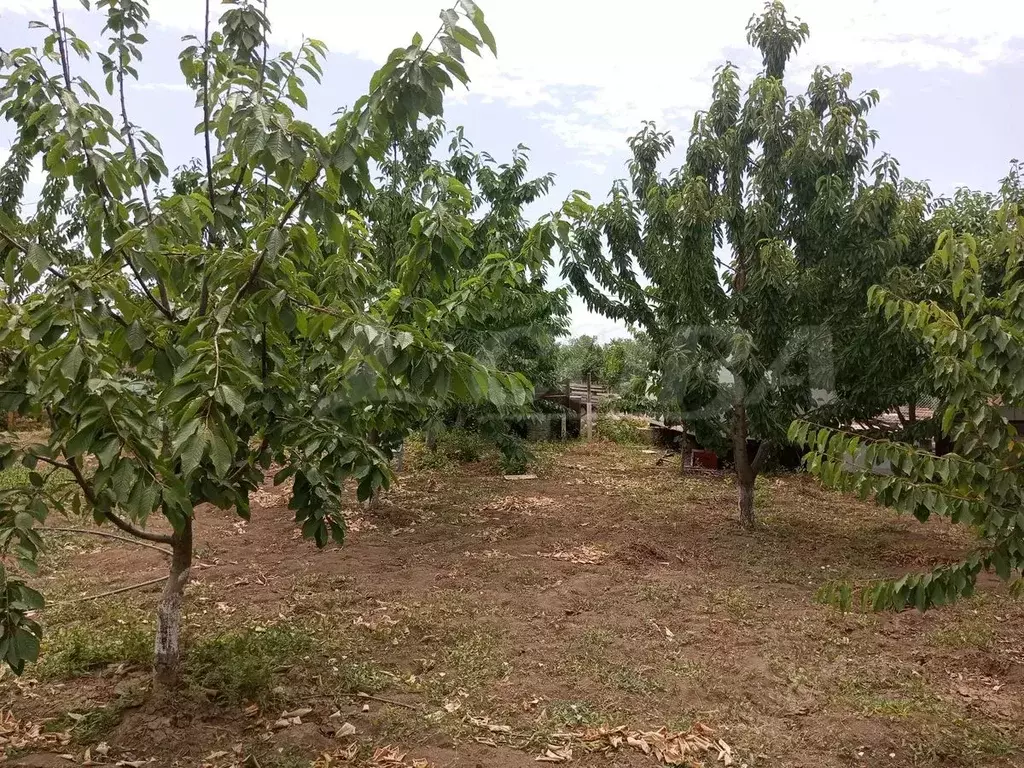 Участок в Дагестан, Дербентский район, Сабнова с/пос, с. Сабнова  (5.0 ... - Фото 2