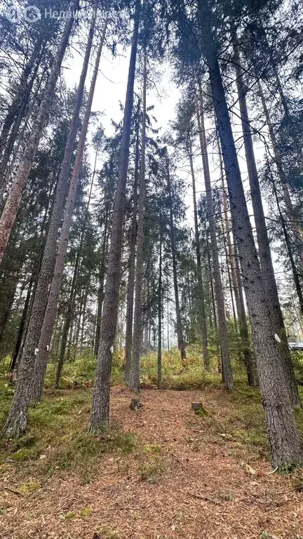 Участок в Рощино, КП Еловая Усадьба (11.4 м) - Фото 1