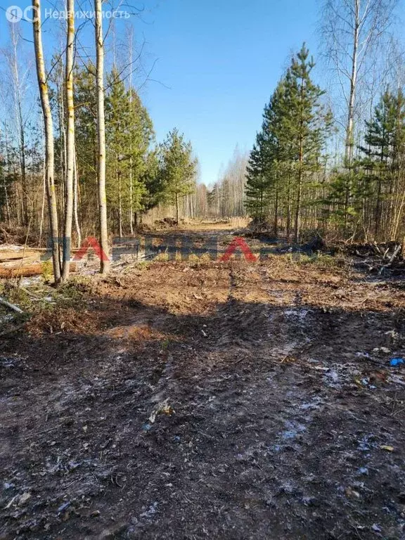 Участок в Богородский городской округ, СНТ Сокол, 17 (9 м) - Фото 2