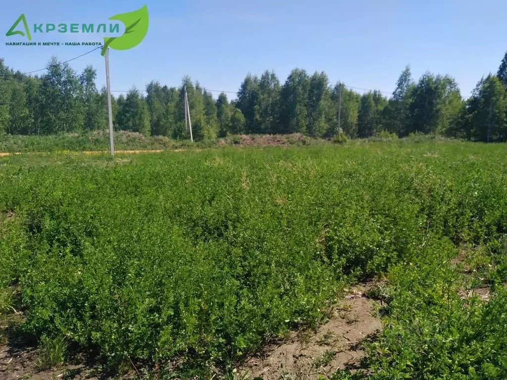 Участок в Челябинская область, Сосновский район, Городок Осиновка кп ... - Фото 1