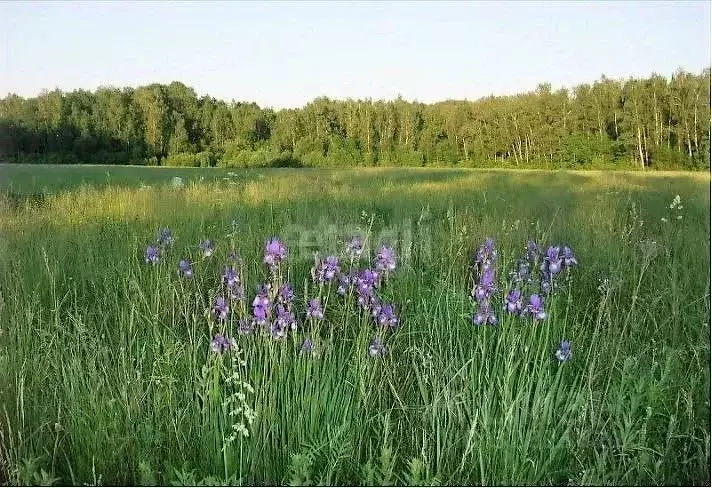 Дом в Калужская область, Тарусский муниципальный округ, Лопатино ... - Фото 2