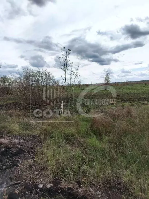 Участок в Воронежская область, Новоусманский район, Усманское 1-е ... - Фото 1