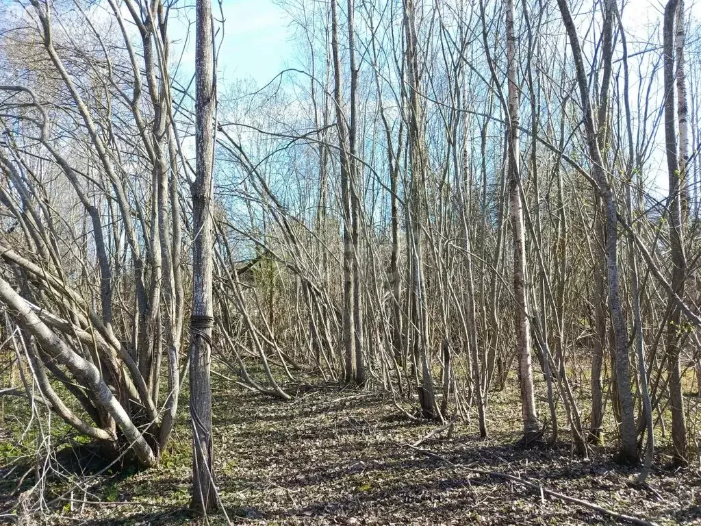 Участок в Кисельнинское сельское поселение, садоводческий массив ... - Фото 2