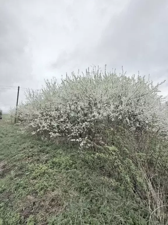 Участок в Московская область, Дмитровский муниципальный округ, д. ... - Фото 1