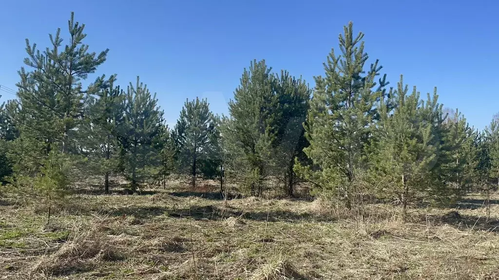 Участок 10 сот. (ИЖС) - Фото 0