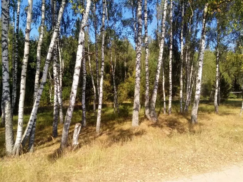 Участок в Владимирская область, Киржачский район, д. Илейкино  (11.0 ... - Фото 1