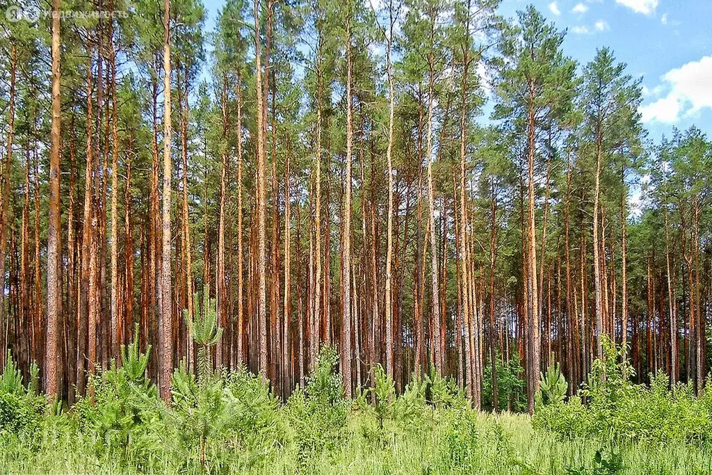 Участок в Одинцовский городской округ, садовое товарищество Лира (35 ... - Фото 2