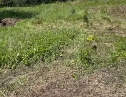 Участок в Новосибирская область, Новосибирский район, с. Ярково ... - Фото 2