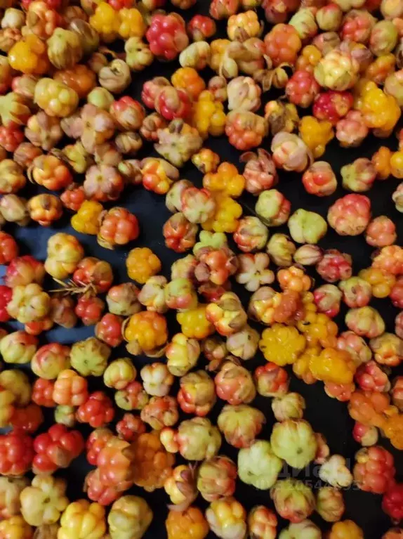 Торговая площадь в Мурманская область, Кола просп. Защитников ... - Фото 2