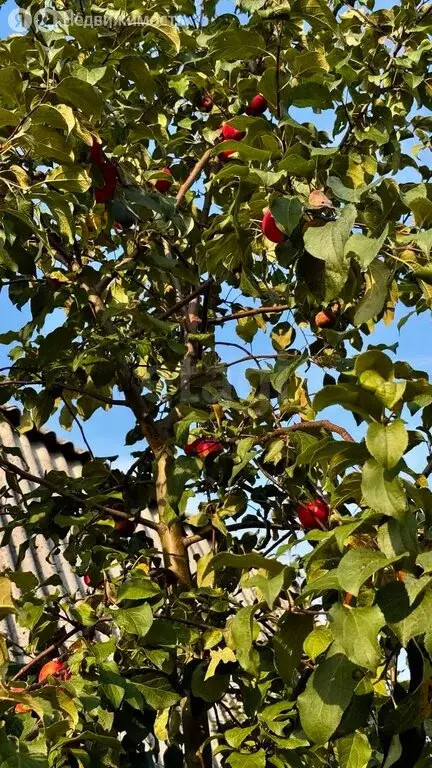 Дом в Новосибирск, СНТ Волна, Садовая улица (50 м) - Фото 1