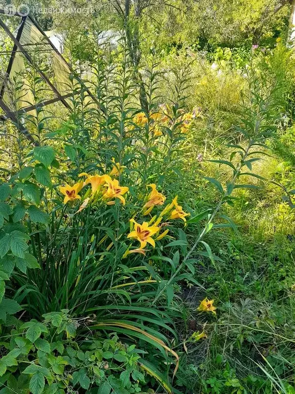 Дом в Богородский городской округ, СНТ Дружба-6, 5 (28 м) - Фото 2